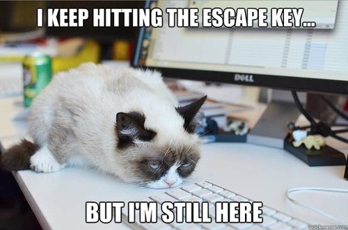 grumpy-cat-escape